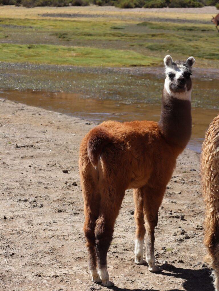 bebe lama salar uyuni