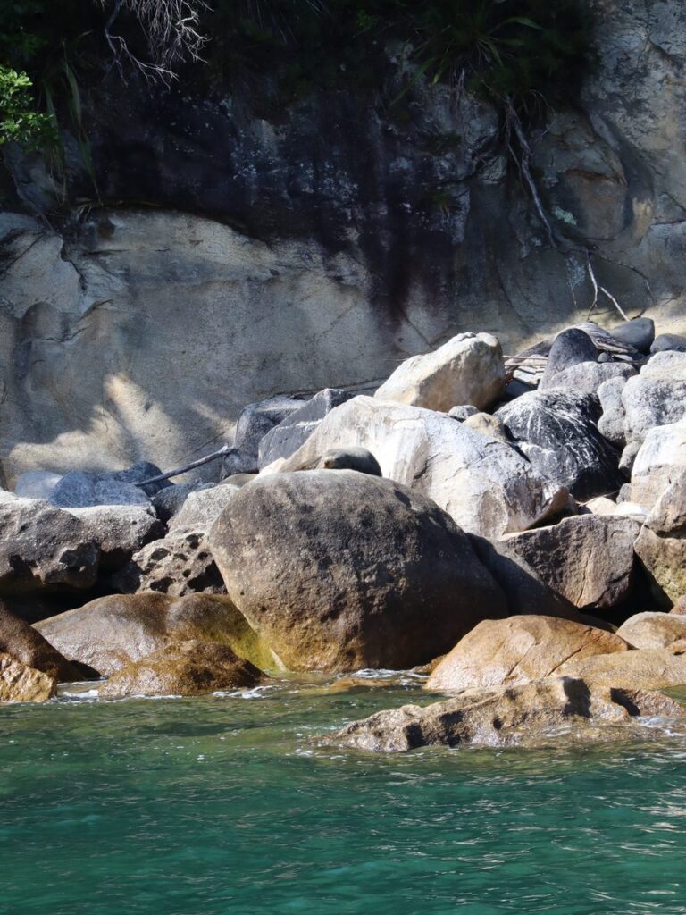 Otarie sur les rochers du parc Abel Tasman Nouvelle-Zélande