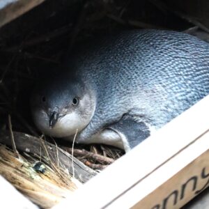 White Flippered Penguin dans sa box de nidification à Pohatu Penguins, Akaroa, Nouvelle-Zélande