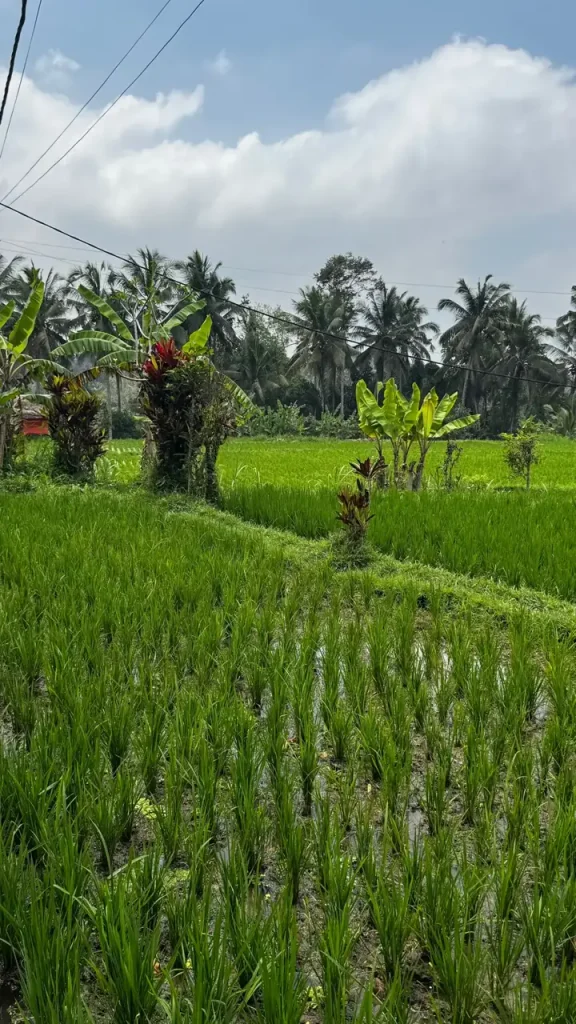 immersion chez Nyoman et sa famille à Ubud Bali - Experience de Mélanie