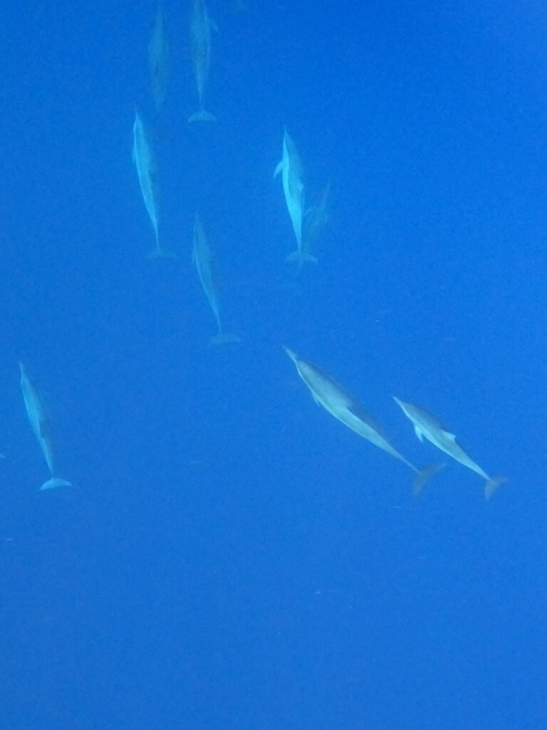 Dauphins à lovina - experience Aurore